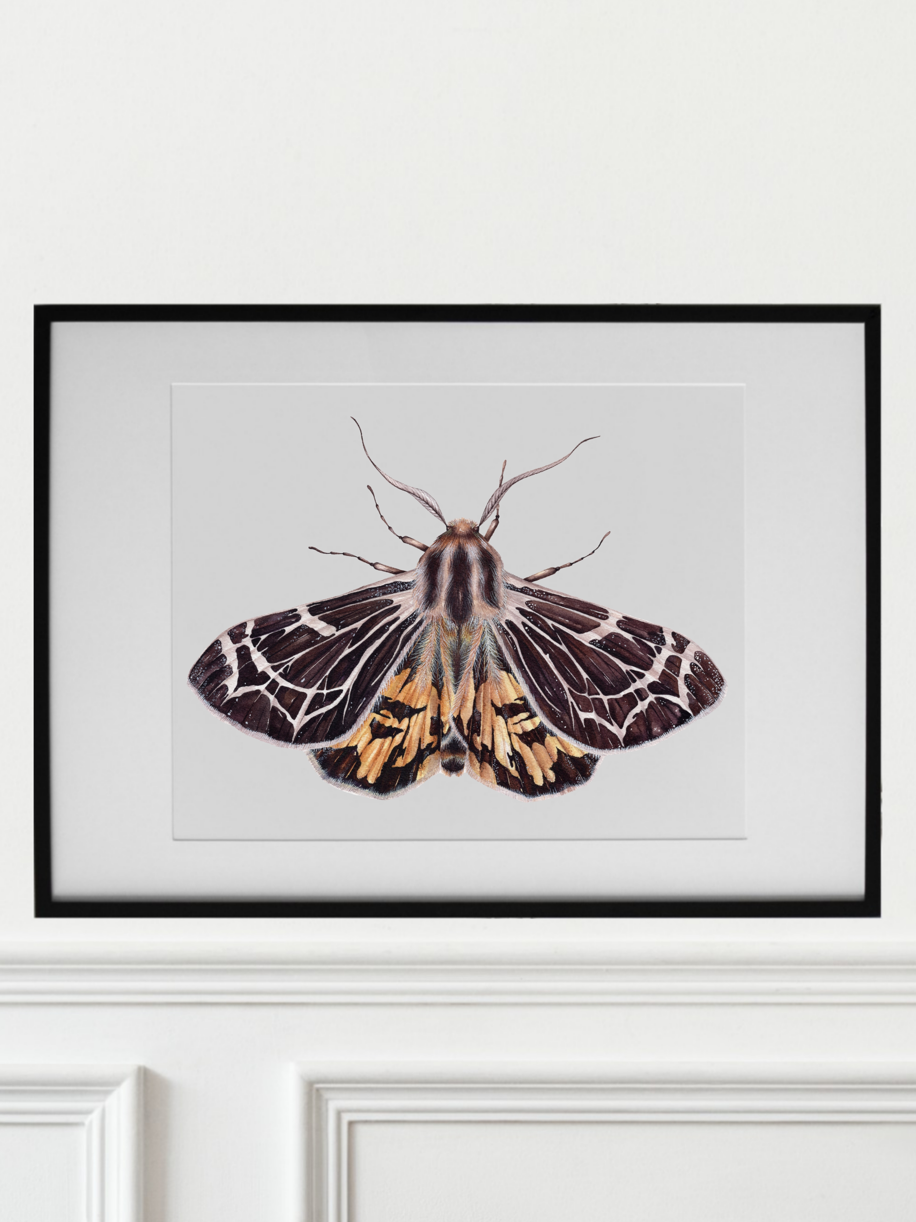 APANTESIS VIRGUNCULA